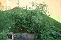 container gardening